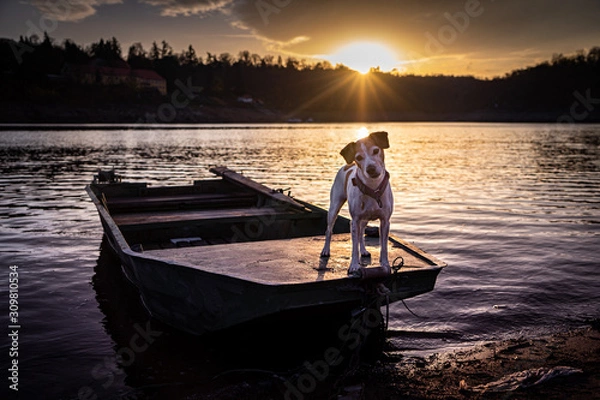 Fototapeta The border collie is a working and herding dog breed developed in the Scottish borders for herding livestock, especially sheep. Considered highly intelligent, extremely energetic, acrobatic.
