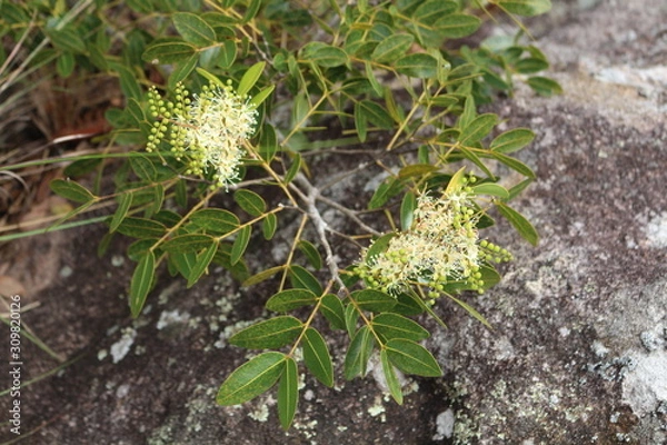 Fototapeta Copaíba - Copaifera langsdorffii