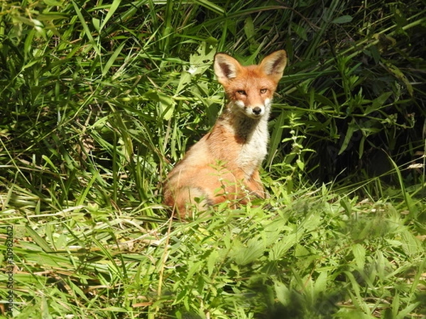 Fototapeta Little fox