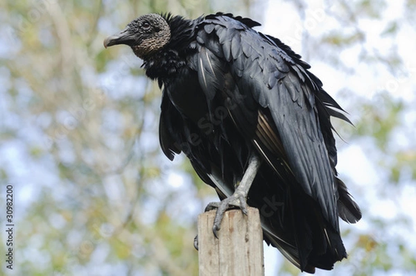 Obraz Black Vulture