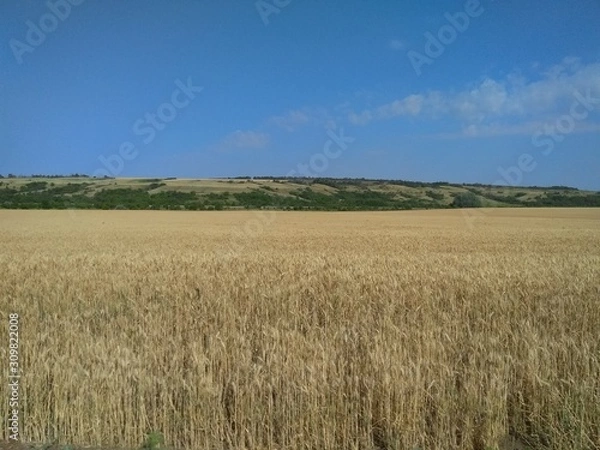 Obraz field and blue sky