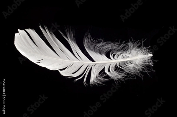 Obraz white swan feather isolated