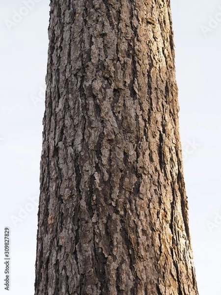 Obraz Schutzhülle - Baumrinde einer stattlichen Lärche