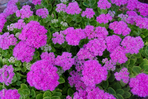 Fototapeta fleur d'été