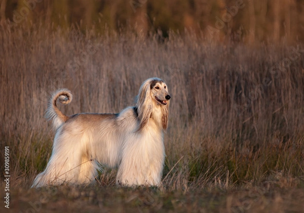 Obraz Afghan hound posing in cold autumn field