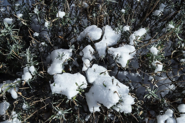 Obraz Snow on Lavender Bush