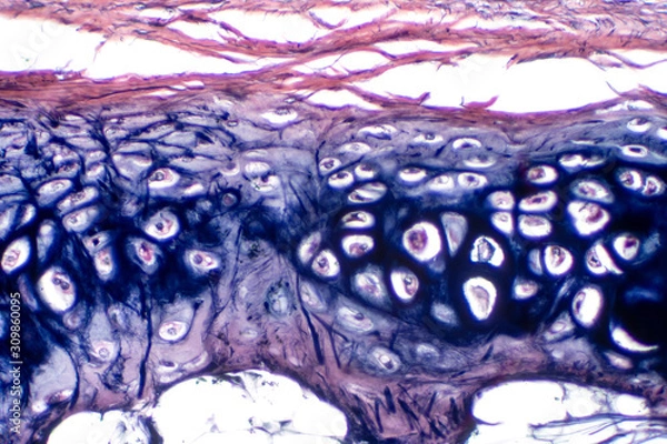 Fototapeta Human hyaline cartilage bone under microscope view for education pathology.