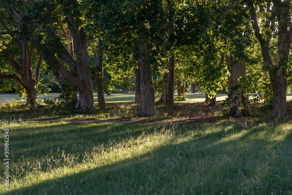 Obraz bosque contraluz