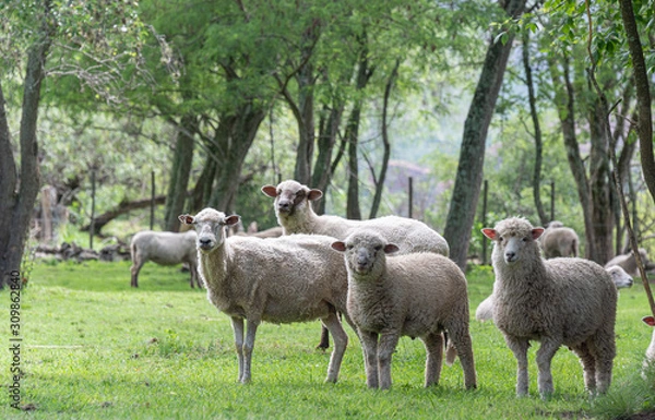 Obraz Ovejas de ongamira