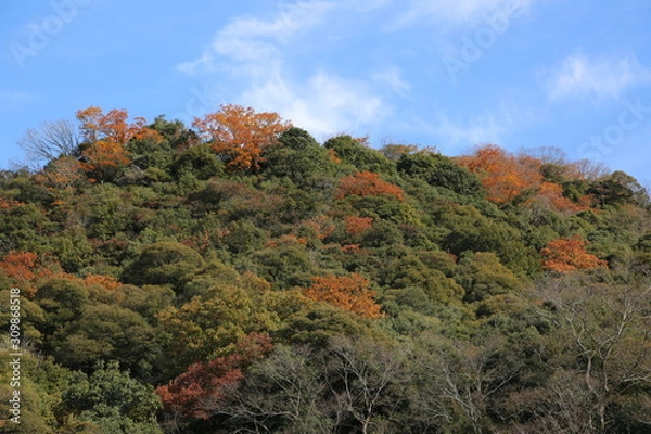 Fototapeta 紅葉　青空　冬　山