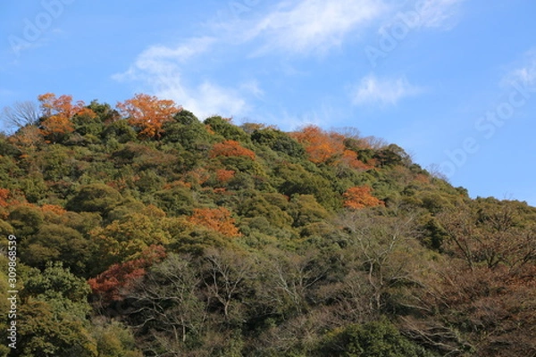 Fototapeta 紅葉　青空　冬　山