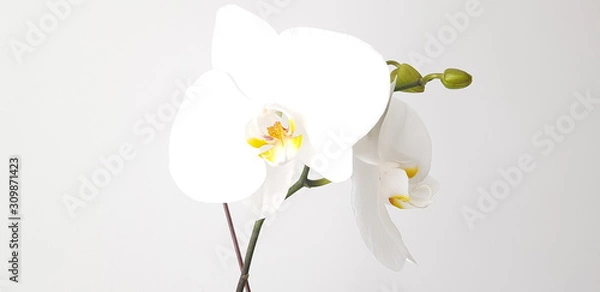 Obraz orchid on white background