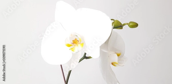 Obraz orchid on white background