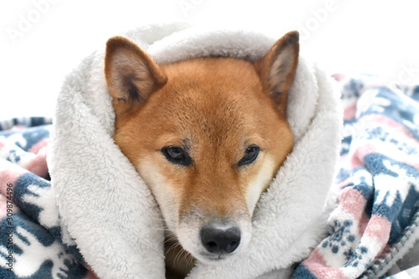 Obraz 柴犬・冬・ブランケット