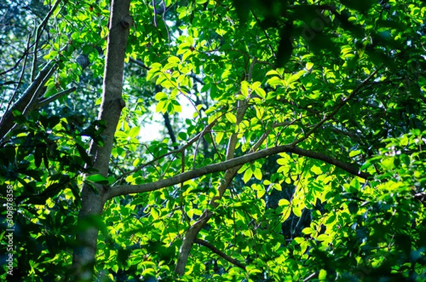 Fototapeta 新緑の木漏れ日