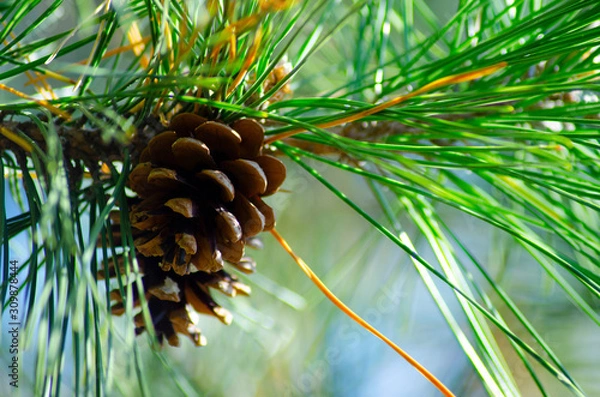 Fototapeta 松ぼっくり