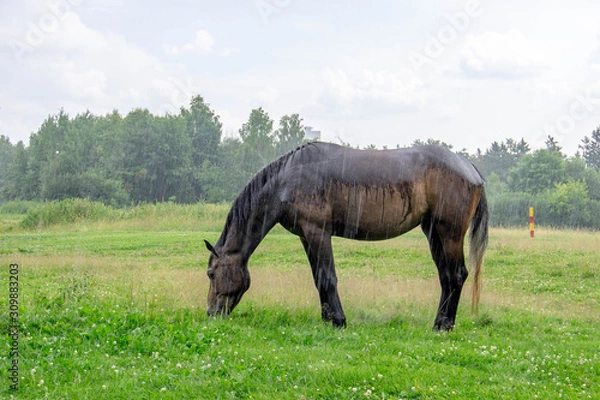 Fototapeta Brown horse grazing in the rain in a forest clearing on a summer day