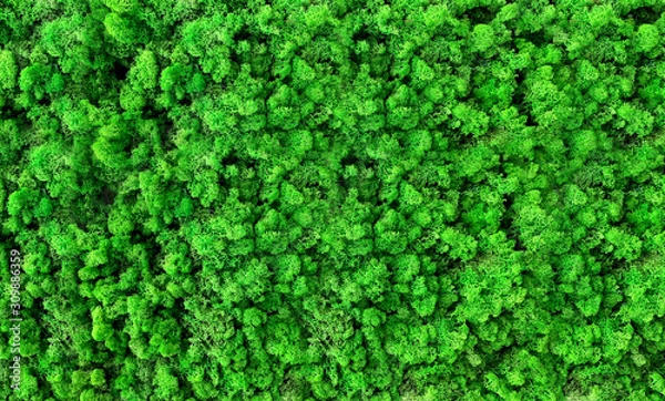 Obraz Freeze-dried moss. Decorative coating on empty walls. Natural material, green natural background. Wooden wall, round lamp, light element, neon.