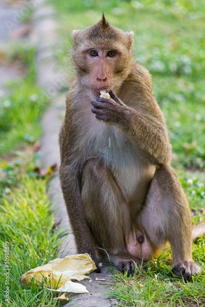 Fototapeta monkey eating