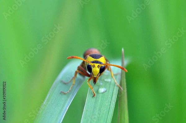 Fototapeta beetle on the leaf