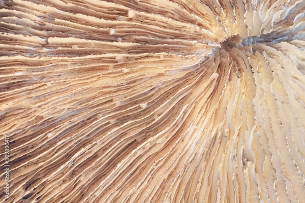 Obraz shell texture close-up