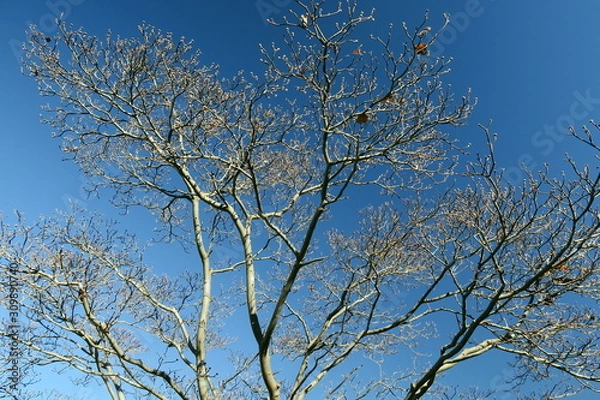 Fototapeta 冬空とハナミズキの枯れ木