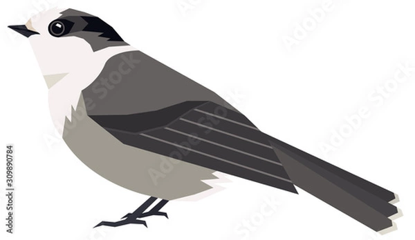 Obraz Wild birds Canada gray jay Vector illustration Isolated object