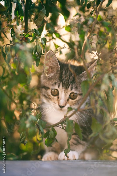 Obraz adorable kitten cat looking at camera