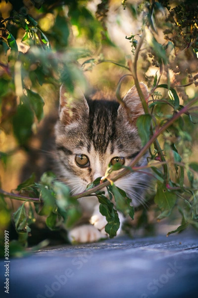 Obraz kitten cat looking at camera