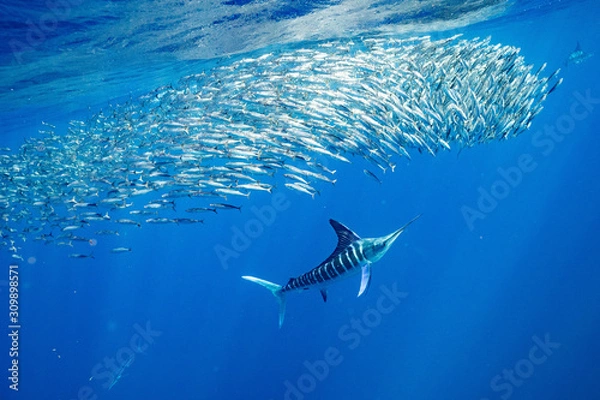 Obraz Striped Marlin マカジキ Mexico バハカリフォルニア半島