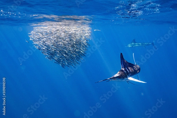 Obraz Striped Marlin マカジキ Mexico バハカリフォルニア半島