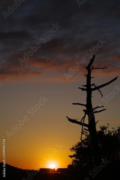 Fototapeta 立ち枯れと夕陽