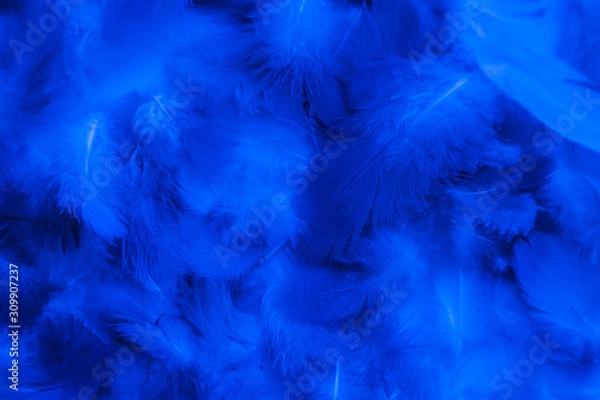 Fototapeta Beautiful abstract colorful purple and blue feathers on black background and soft white pink feather texture on white pattern and blue background