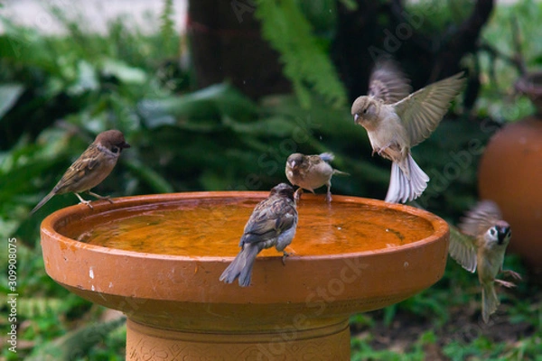 Obraz Little birds are take bath