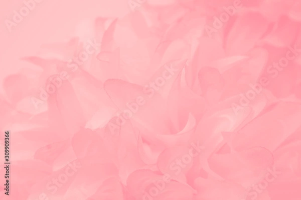 Obraz Beautiful abstract light pink feathers on white background,  white feather frame on pink texture pattern and pink background, love theme wallpaper and valentines day, white gradient