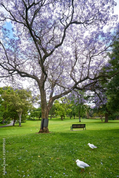Obraz Royal Botanic Gardens Victoria