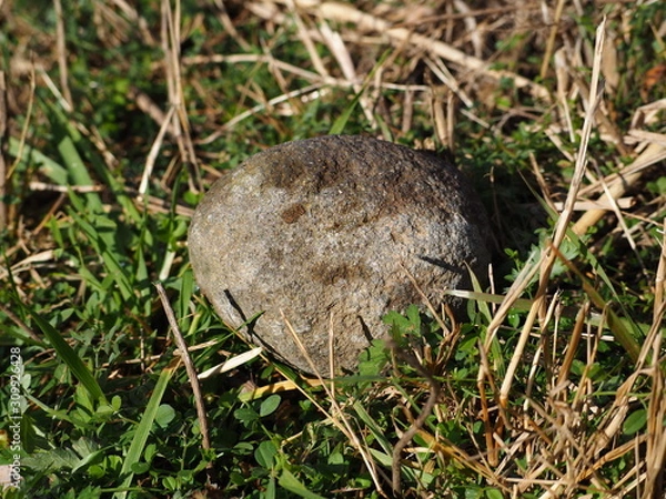 Fototapeta 雑草と小石