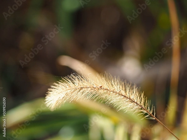 Fototapeta 猫じゃらしの写真