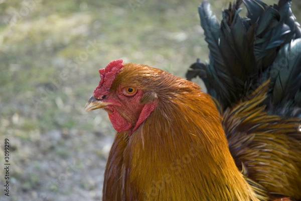 Obraz brahma rooster
