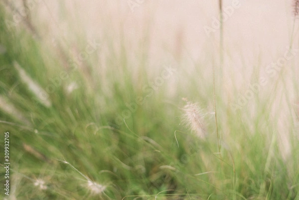 Fototapeta grass on a background