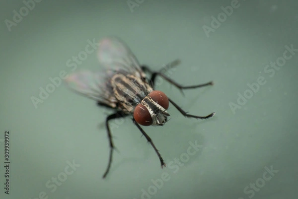 Fototapeta fly on window