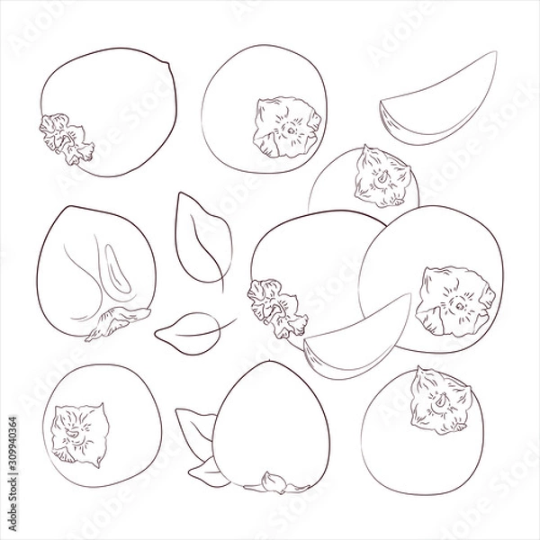 Fototapeta  sketch vector. coloring. Persimmon set. Organic food. Diet products. vegetarianism and raw food diet