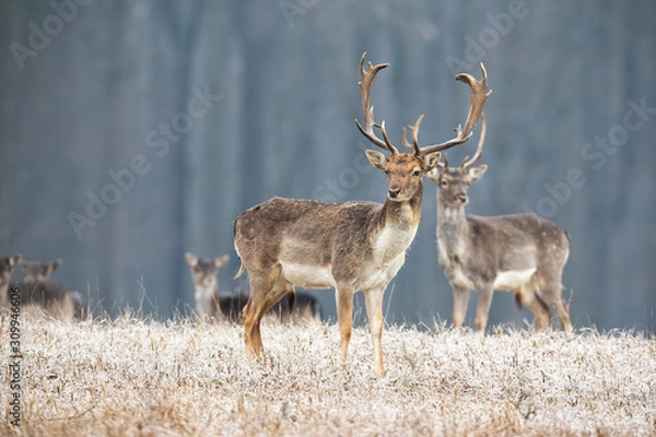 Fototapeta Wild fallow, dama dama, deer stag with antlers standing on a meadow in winter. Multiple animals watching curiously in wilderness. Wildlife scenery from nature.