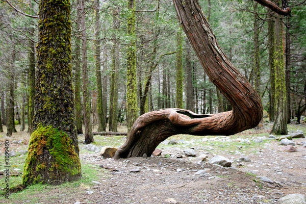 Fototapeta crooked tree