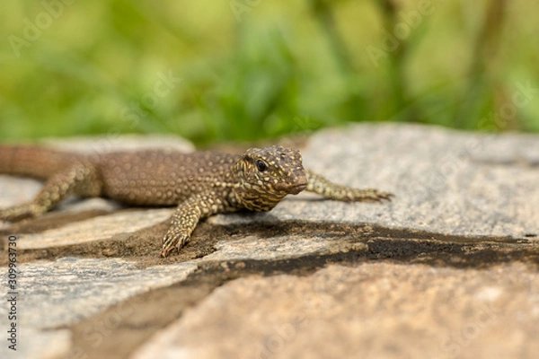 Obraz Small iguana looks out from the rock in tea field in Sri Lanka.