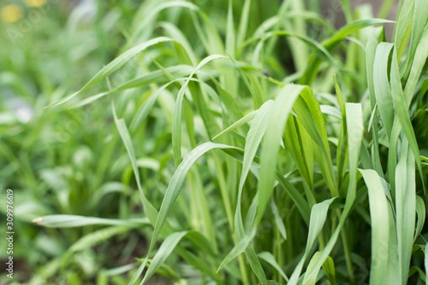 Fototapeta Fresh beautiful green grass in the summer. Wheatgrass plant for texture. Elytrígia is a genus of the Cereals family. Selective Focus.