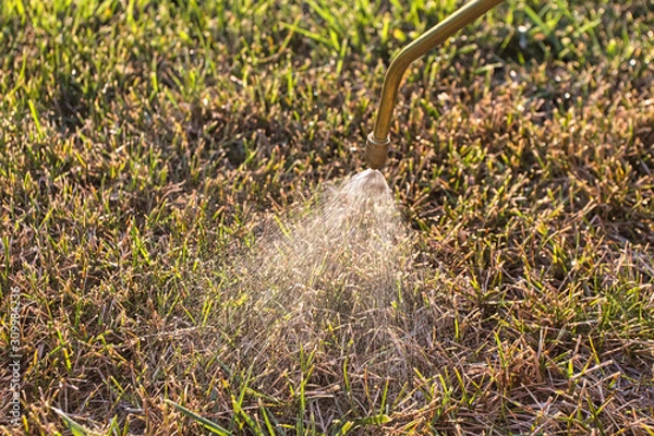 Fototapeta Spraying the lawn with fungicides against rust fungi in the autumn garden