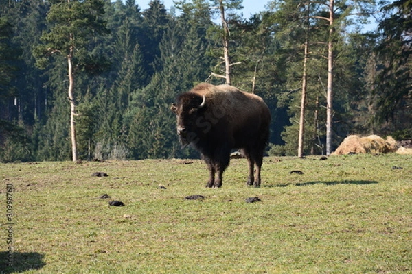 Fototapeta Bison - Buffalo