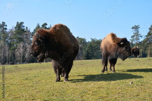 Fototapeta Bison - Buffalo