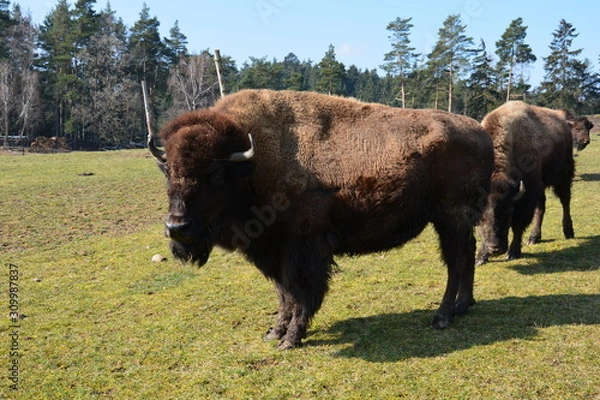 Fototapeta Bison - Buffalo